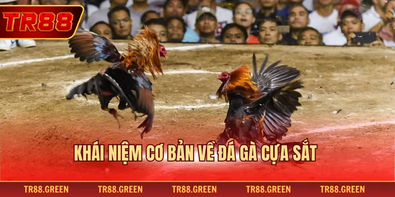 Khái niệm cơ bản về đá gà cựa sắt